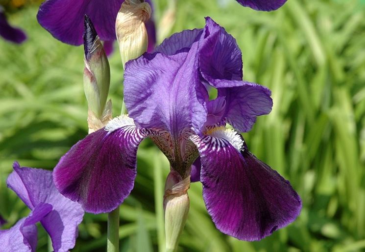 iris germanica