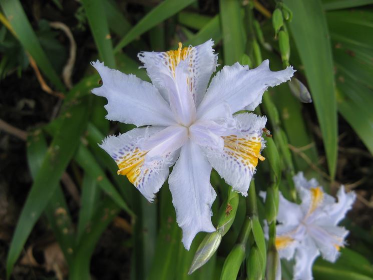 Iris  japonica