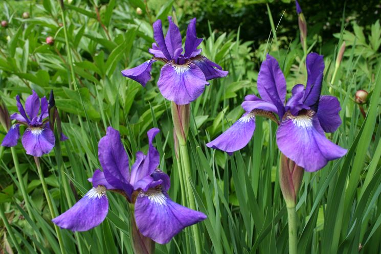 Iris sibirica