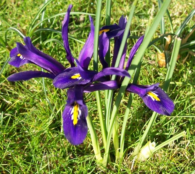 iris reticulata