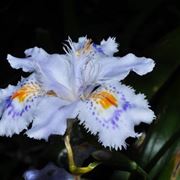 iris japonica