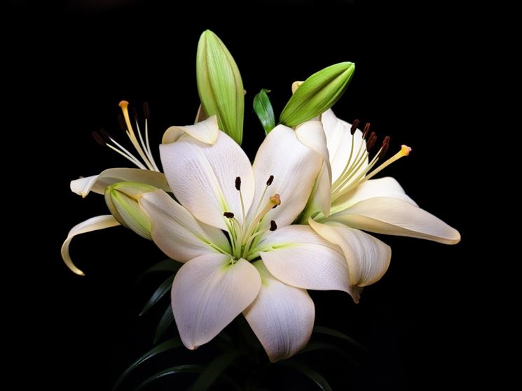 lilium