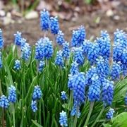 muscari  