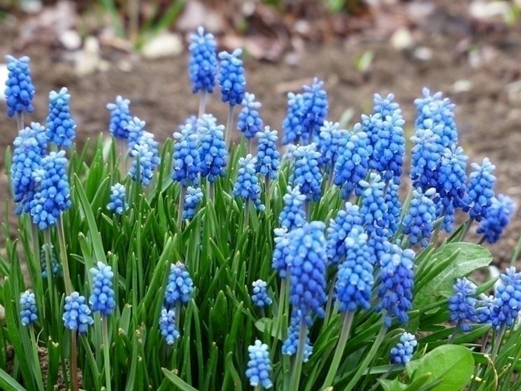 muscari  