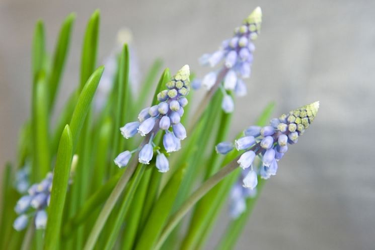 muscari  