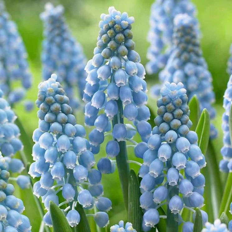 muscari  