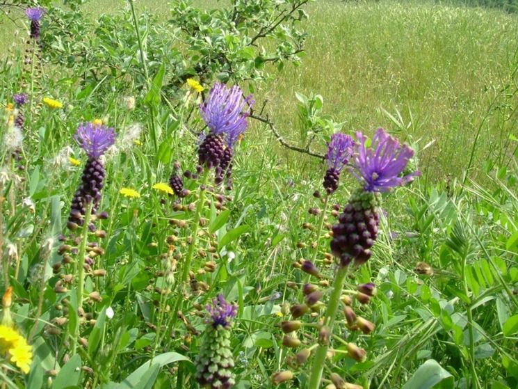 muscari comosum