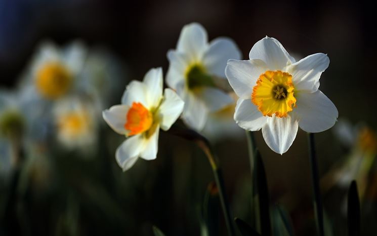 Risultati immagini per narcisi