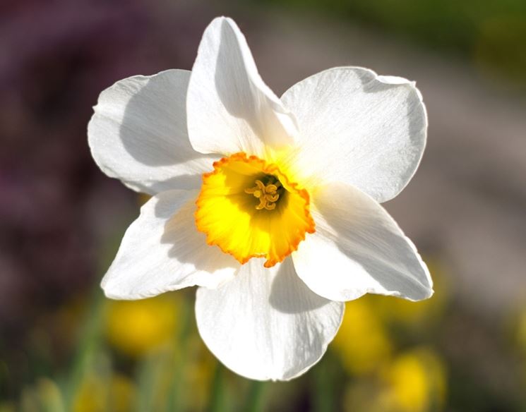 Fiori Gialli Simili Al Narciso.Narciso Narcissus Narcissus Bulbi Narciso Narcissus Bulbi
