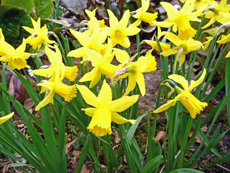 narcissus february gold