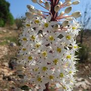 scilla pianta