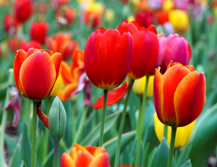 Tulipano