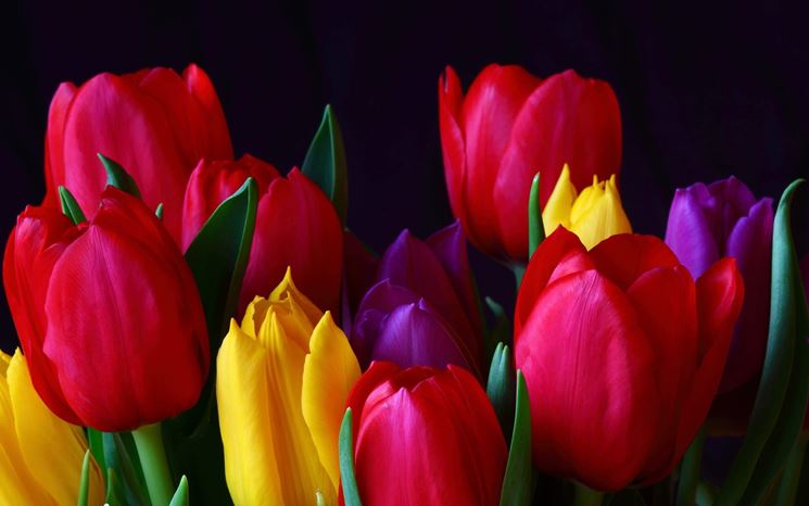 tulipani colorati