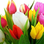 bulbi di tulipano