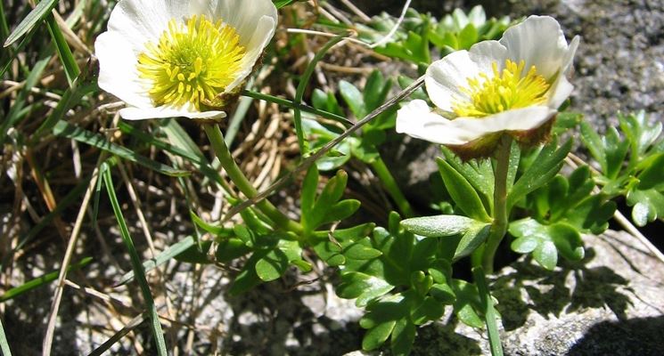 Ranunculus amplexicaulis