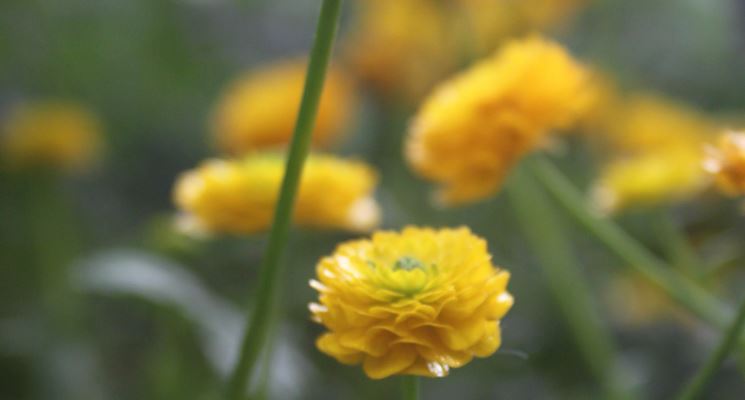 Ranununculus montanus