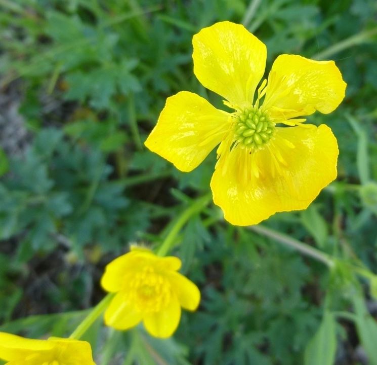 Ranunculus bulbosus 