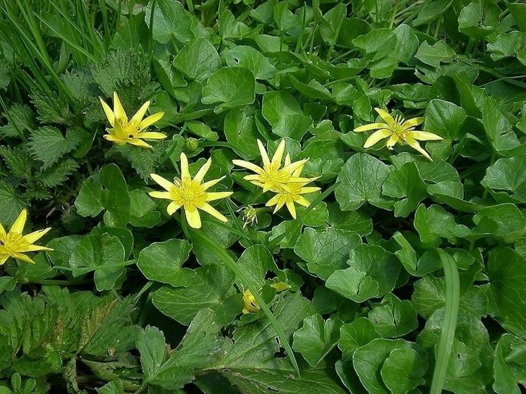 Ranunculus ficaria 