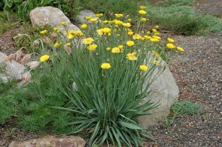 Ranunculus gramineus