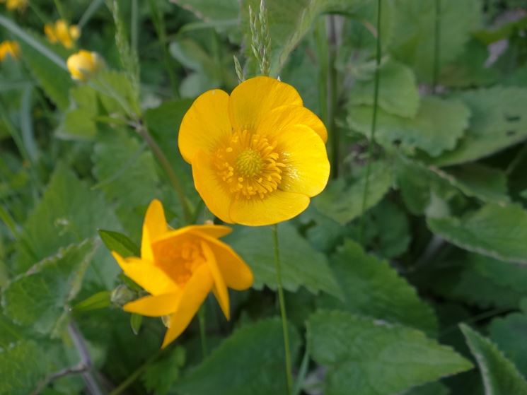 Ranunculus repens