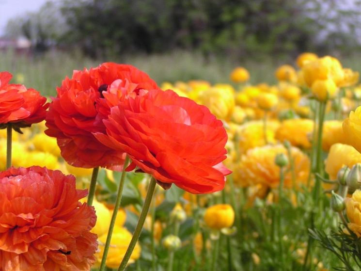 fiori ranuncolo