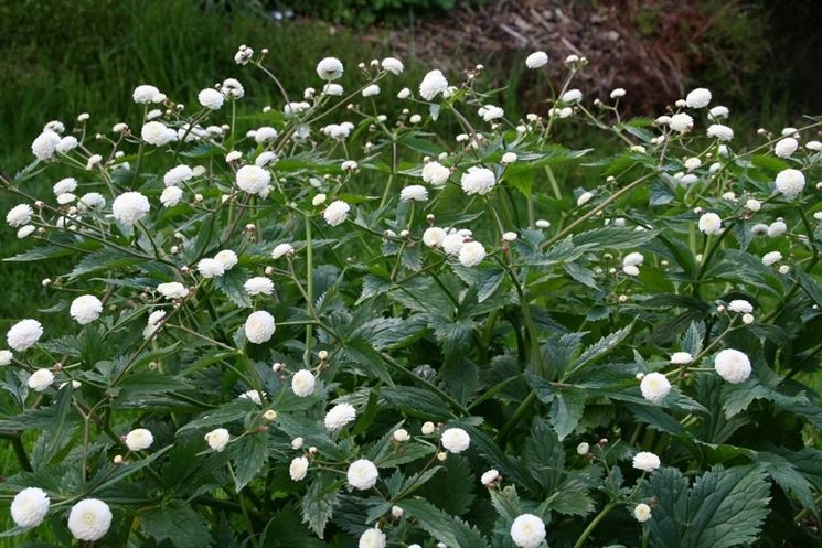 Ranunculus aconitifolius