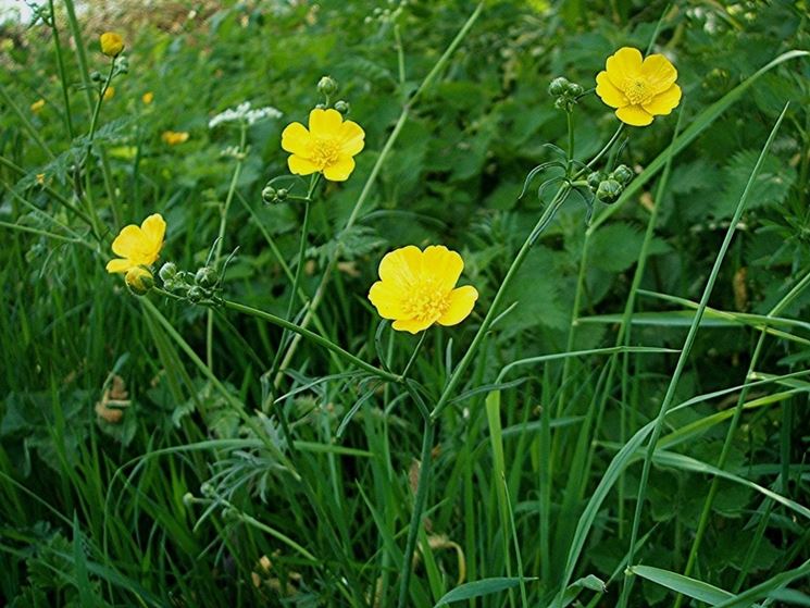 Ranunculus acris