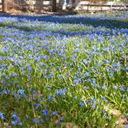 Scilla siberiana