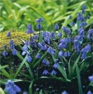 Scilla siberiana