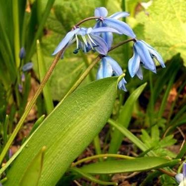 scilla sibirica