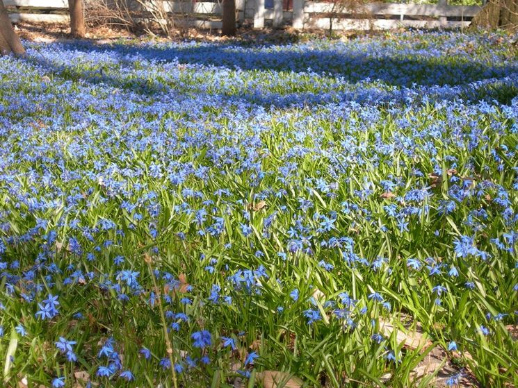 Scilla siberiana