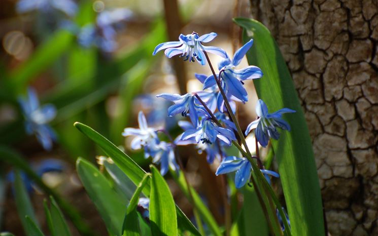 scilla fiore