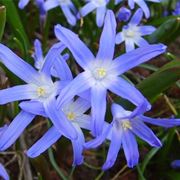 chionodoxa