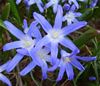 chionodoxa