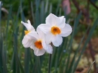 calochortus