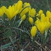 sternbergia lutea