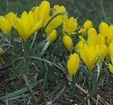 sternbergia lutea