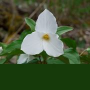 trillium grandiflorum