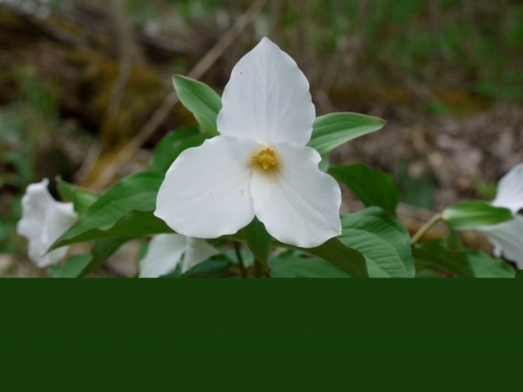 trillium grandiflorum