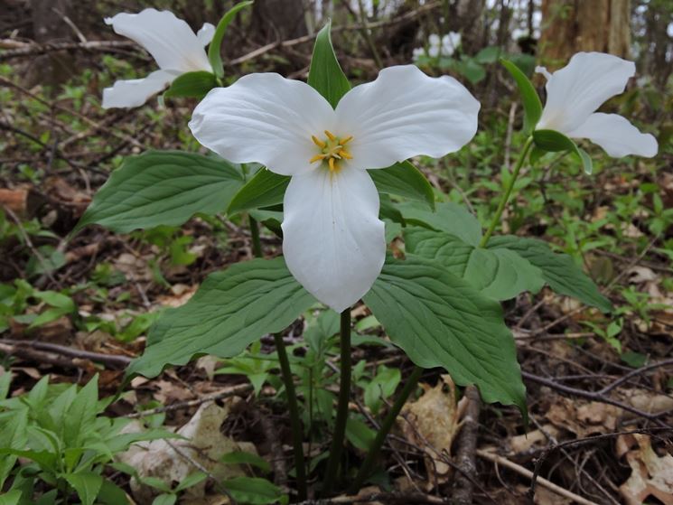 trillium grandiflorum 2