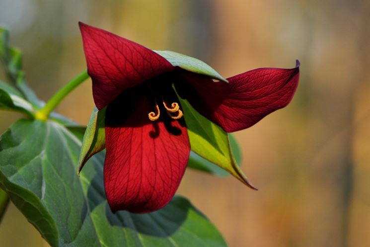 trillium rosso