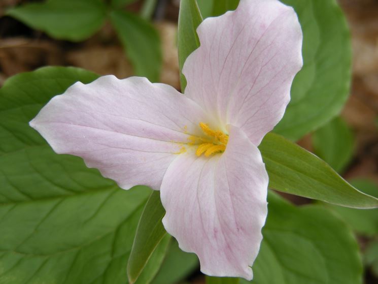 trillium rosa