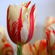 come piantare i tulipani