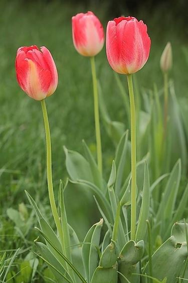 Cure tulipani
