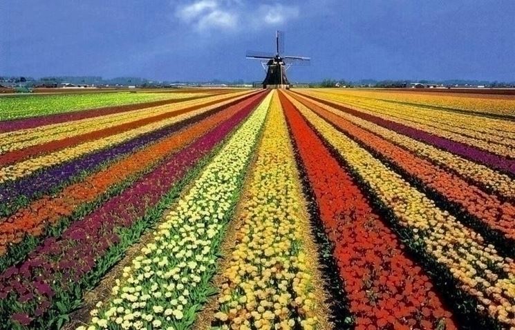 tulipani in Olanda