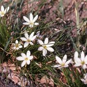 Zephyranthes 