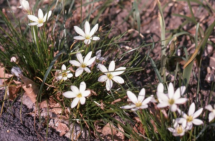 Zephyranthes 