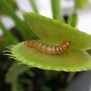 dionaea muscipula