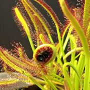 drosera capensis