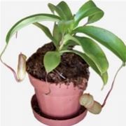 nepenthes